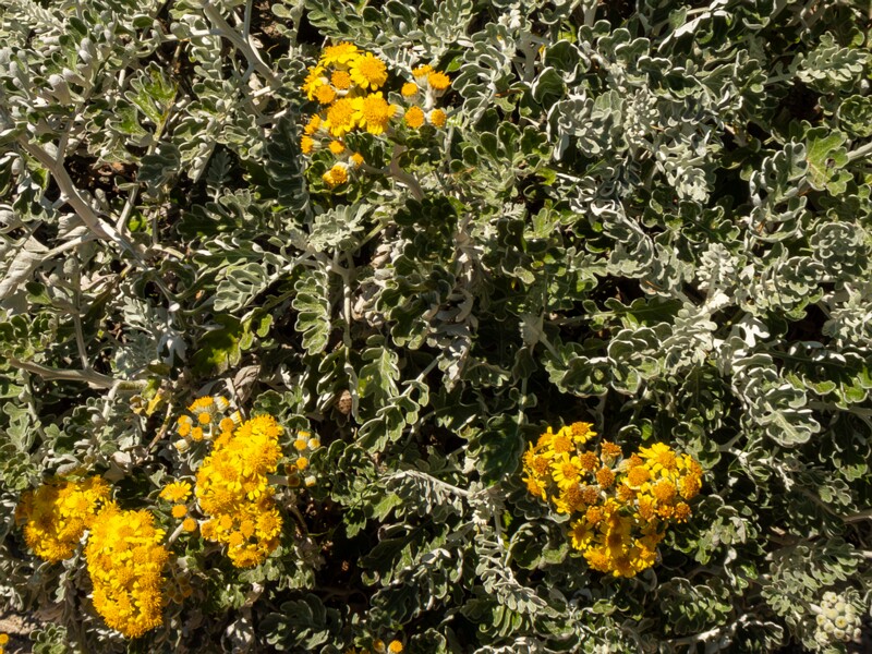 Jacobaea maritima  2025-05-15 1-8