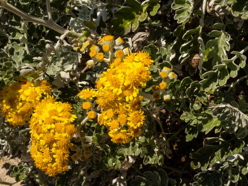 Jacobaea maritima  2025-05-15 1-9