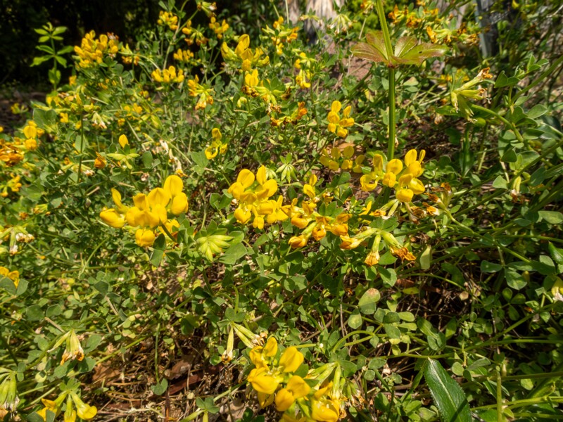 Lotus cytisoides  2025-05-13 1-1