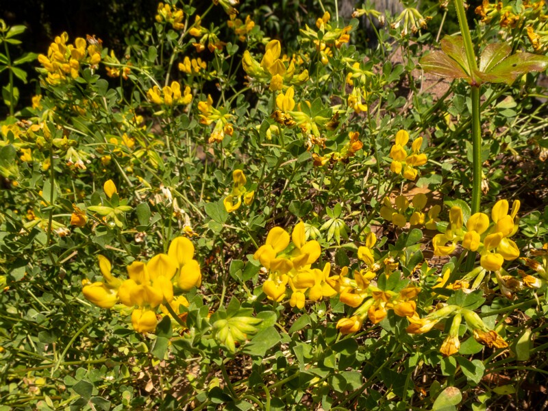 Lotus cytisoides  2025-05-13 1-2