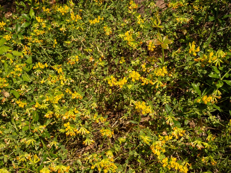 Lotus cytisoides  2025-05-13 1-3