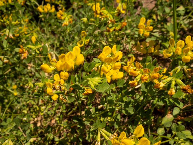 Lotus cytisoides  2025-05-13 1-5