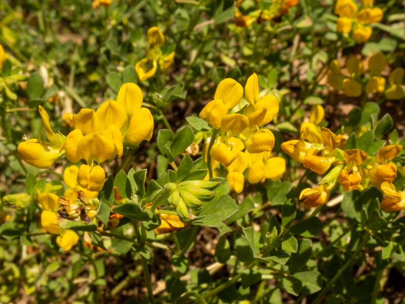 Lotus cytisoides  2025-05-13 1-6
