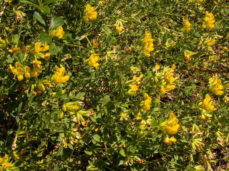 Lotus cytisoides  2025-05-13 1-7