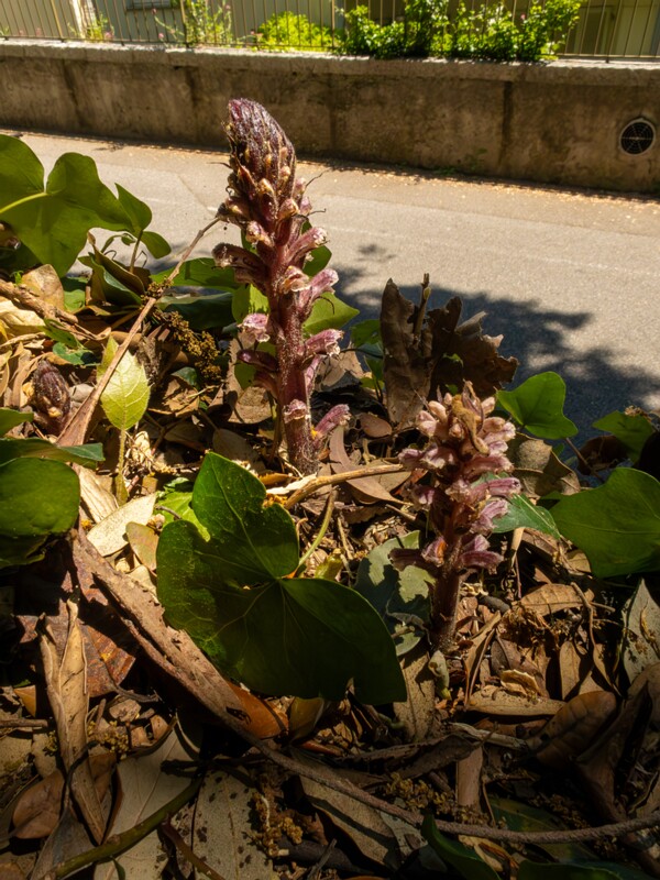 Orobanche hederae  2025-05-14 1-1