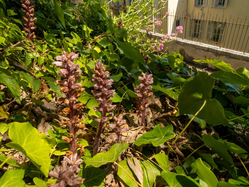 Orobanche hederae  2025-05-14 1-10