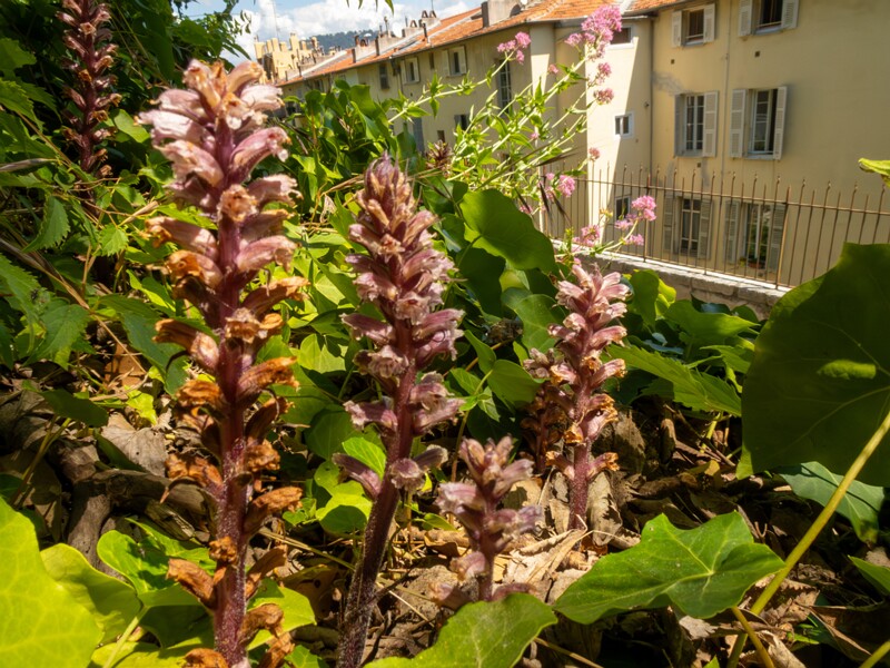 Orobanche hederae  2025-05-14 1-11