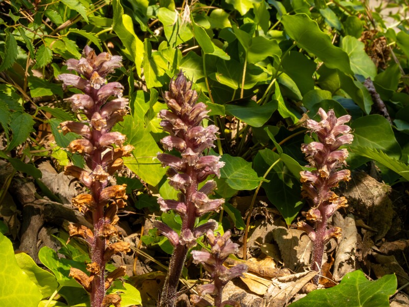 Orobanche hederae  2025-05-14 1-12