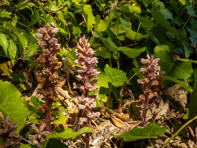 Orobanche hederae  2025-05-14 1-13