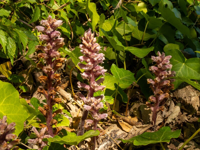 Orobanche hederae  2025-05-14 1-14