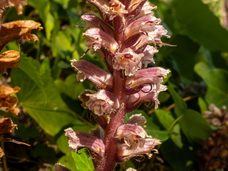 Orobanche hederae  2025-05-14 1-15