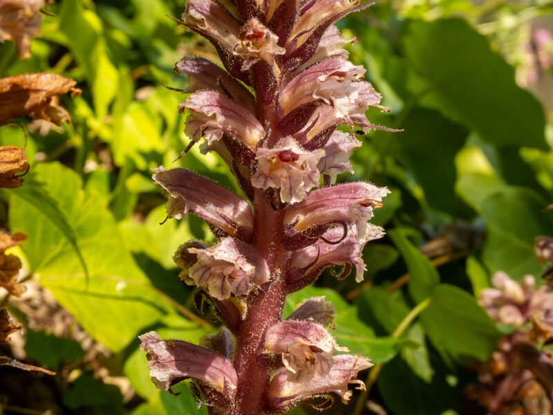 Orobanche hederae  2025-05-14 1-16