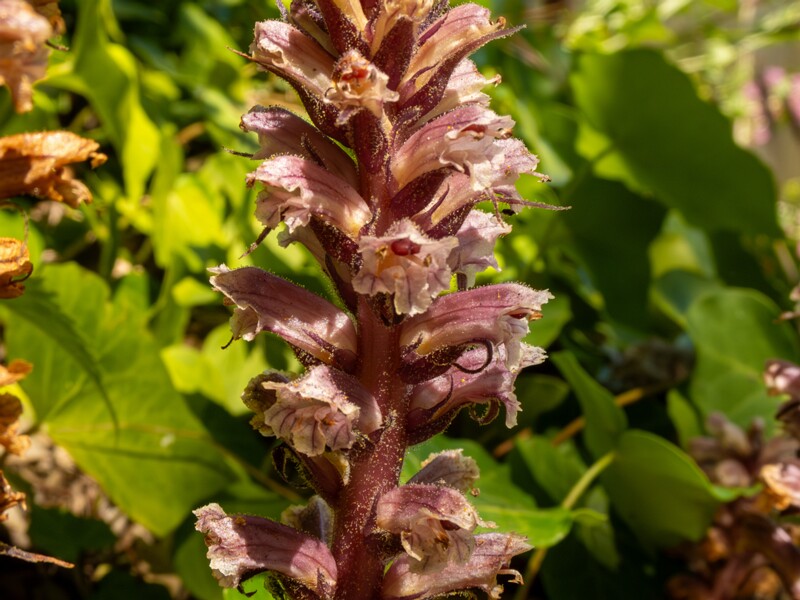 Orobanche hederae  2025-05-14 1-17