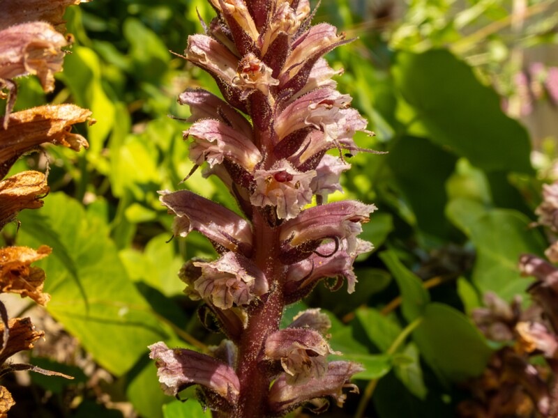 Orobanche hederae  2025-05-14 1-18