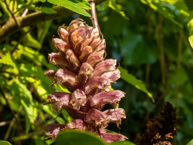 Orobanche hederae  2025-05-14 1-19
