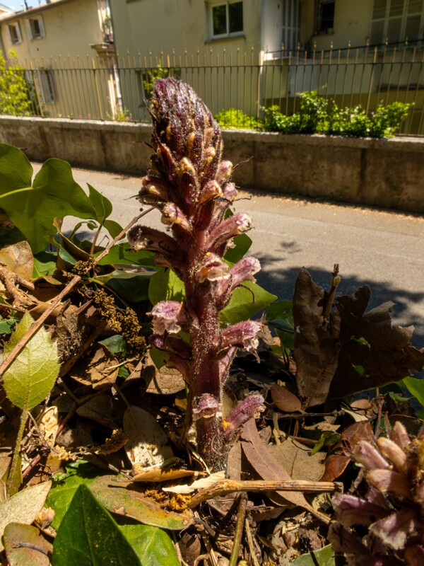 Orobanche hederae  2025-05-14 1-2