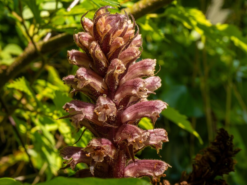 Orobanche hederae  2025-05-14 1-20