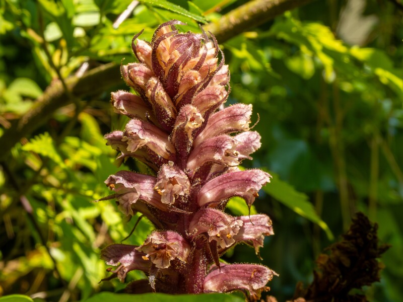 Orobanche hederae  2025-05-14 1-21