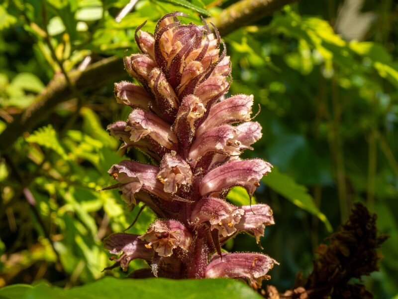 Orobanche hederae  2025-05-14 1-22