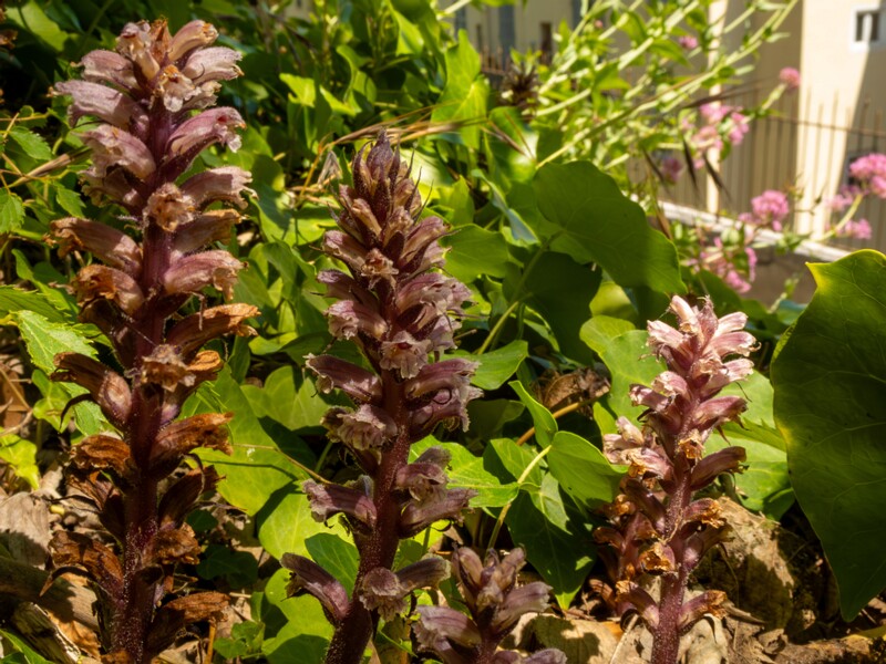 Orobanche hederae  2025-05-14 1-23