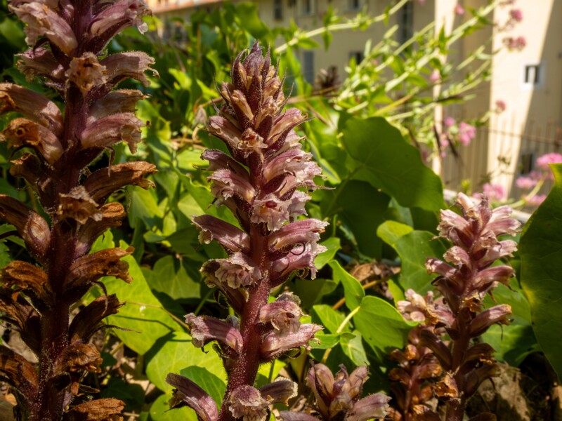 Orobanche hederae  2025-05-14 1-24