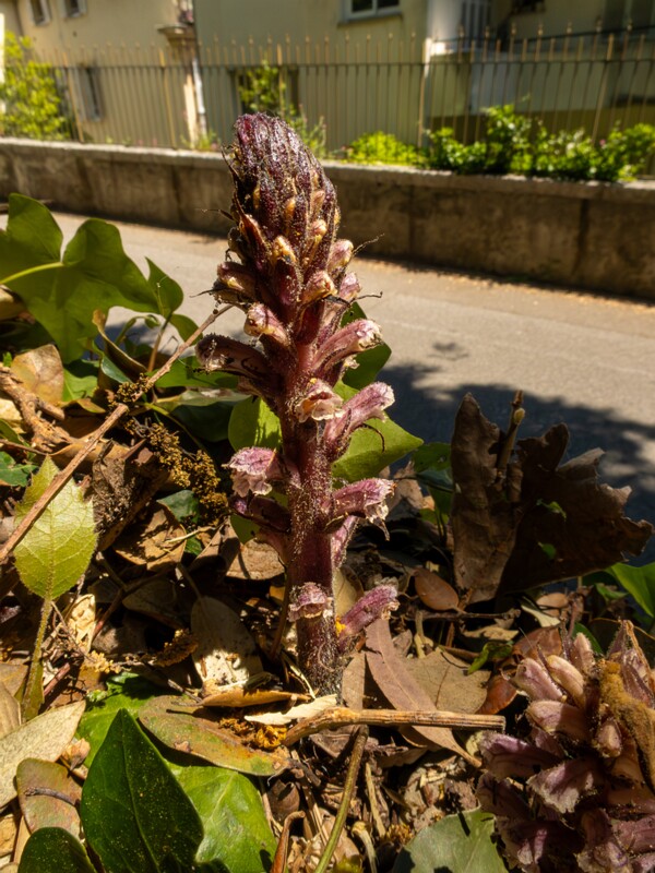 Orobanche hederae  2025-05-14 1-3