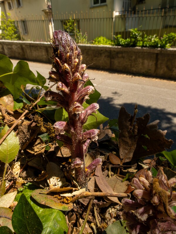 Orobanche hederae  2025-05-14 1-4