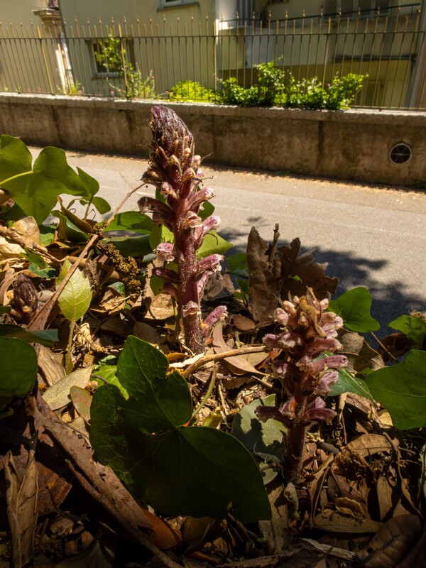 Orobanche hederae  2025-05-14 1-5