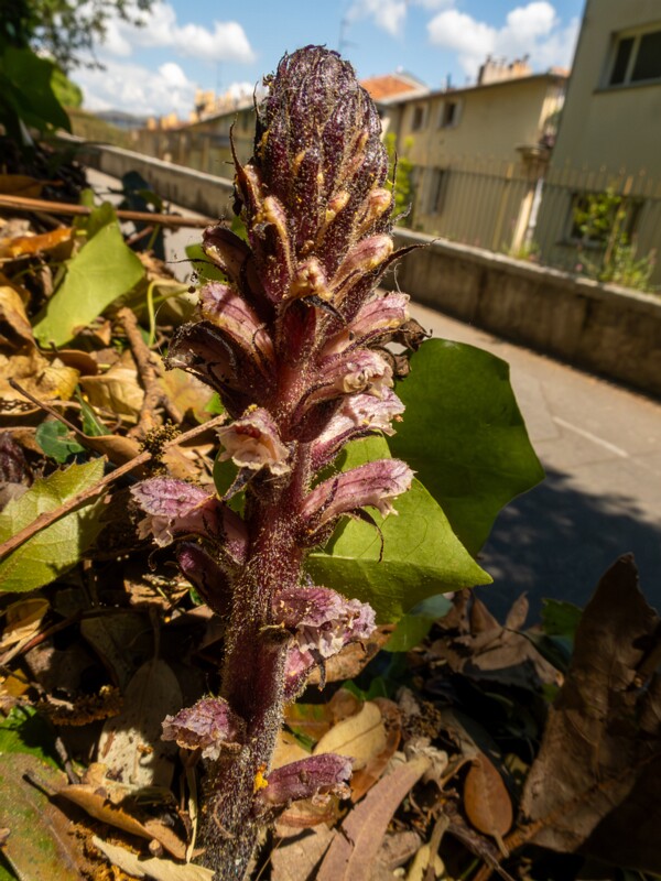 Orobanche hederae  2025-05-14 1-6