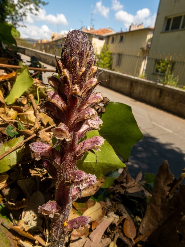 Orobanche hederae  2025-05-14 1-7
