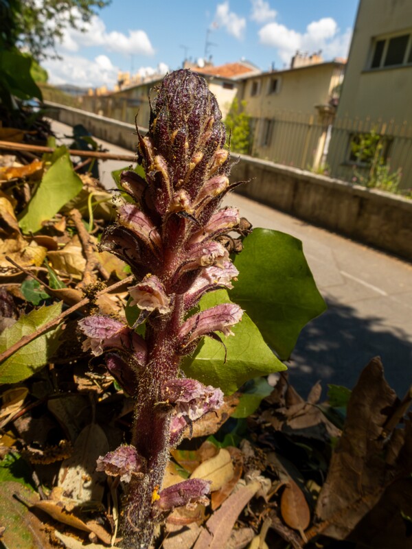 Orobanche hederae  2025-05-14 1-8