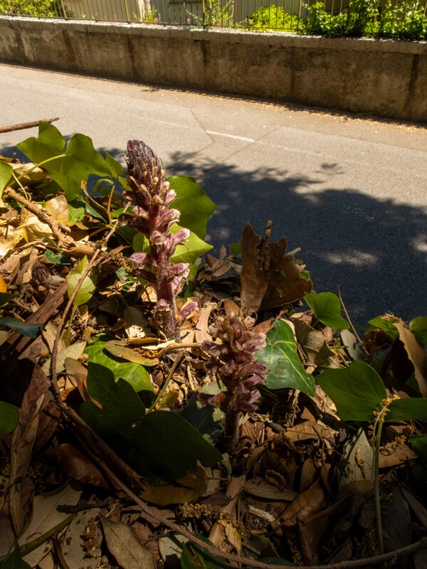 Orobanche hederae  2025-05-14 1-9
