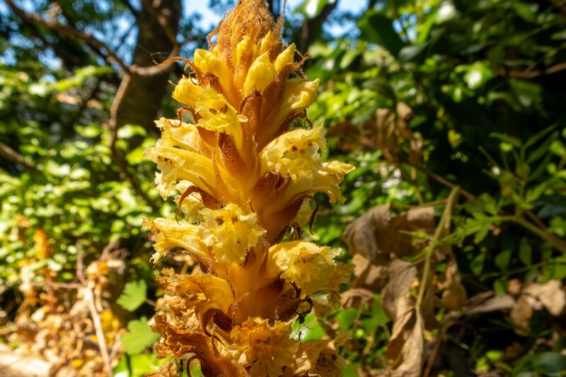 Orobanche hederae  2025-05-15 1-2