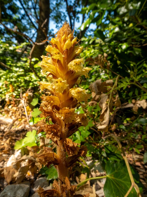 Orobanche hederae  2025-05-15 1-3