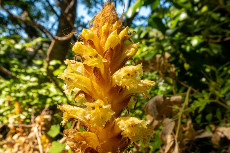 Orobanche hederae  2025-05-15 1-4