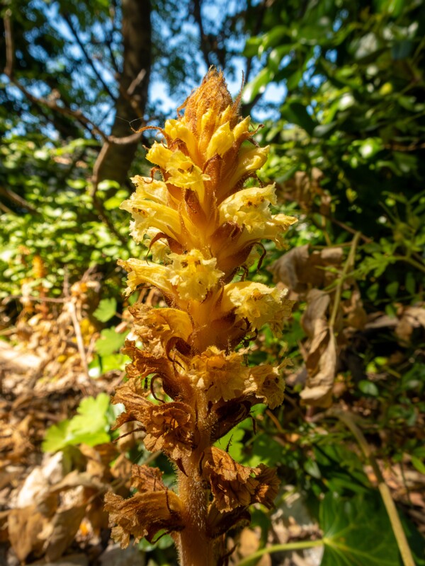 Orobanche hederae  2025-05-15 1-5