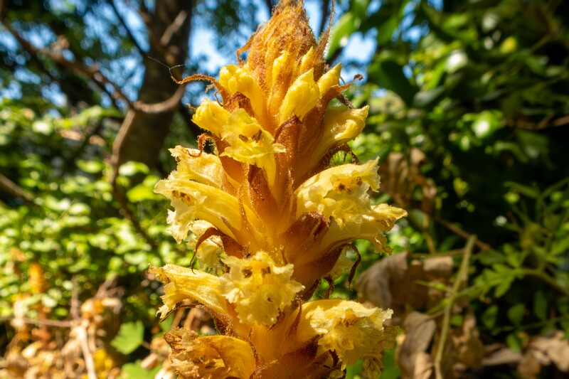 Orobanche hederae  2025-05-15 1-6