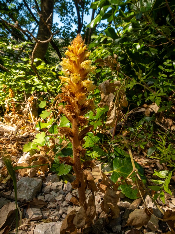 Orobanche hederae  2025-05-15 1-7