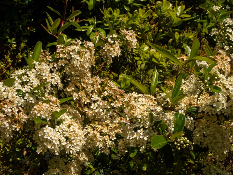 Pyracantha coccinea  2025-05-15 1-1