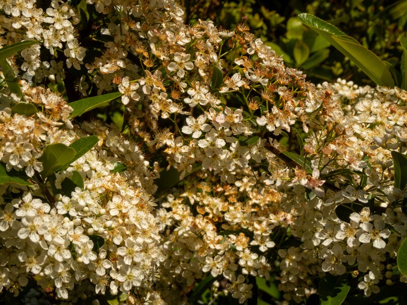 Pyracantha coccinea  2025-05-15 1-2