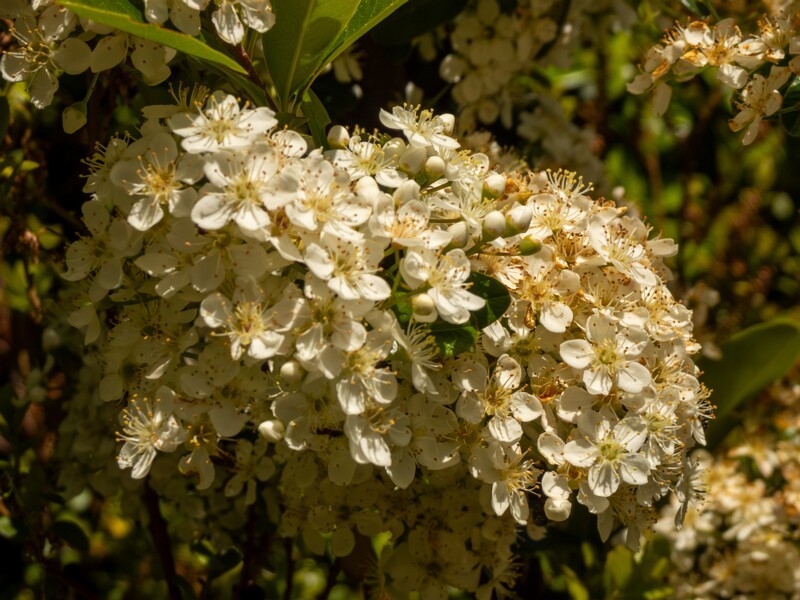 Pyracantha coccinea  2025-05-15 1-3