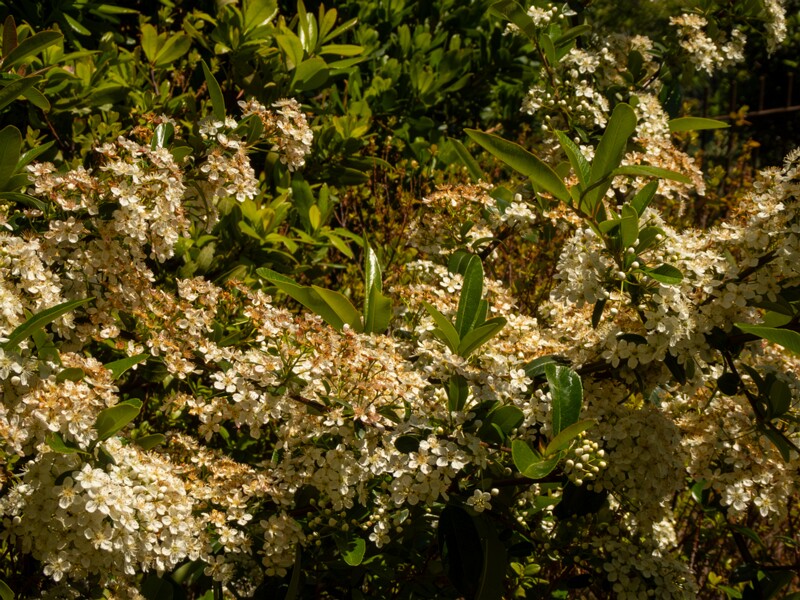 Pyracantha coccinea  2025-05-15 1-4