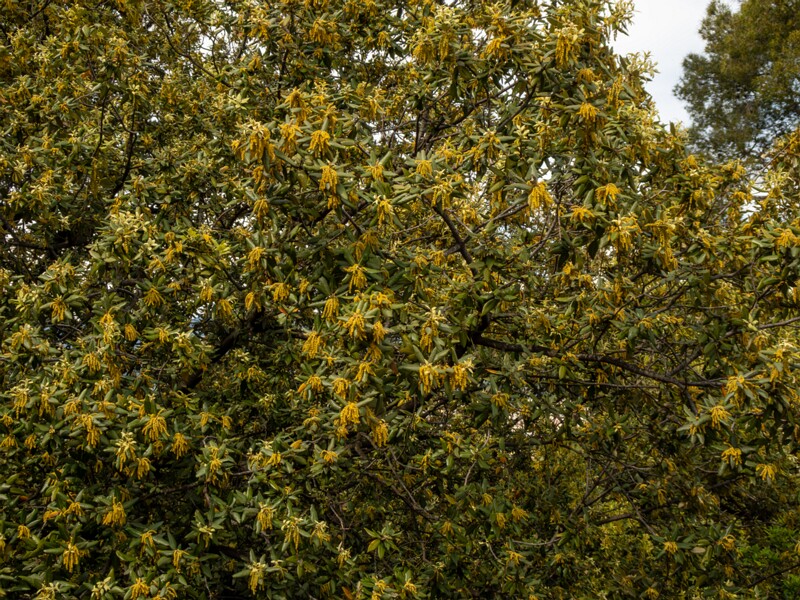 Quercus ilex  2025-05-11 1-1