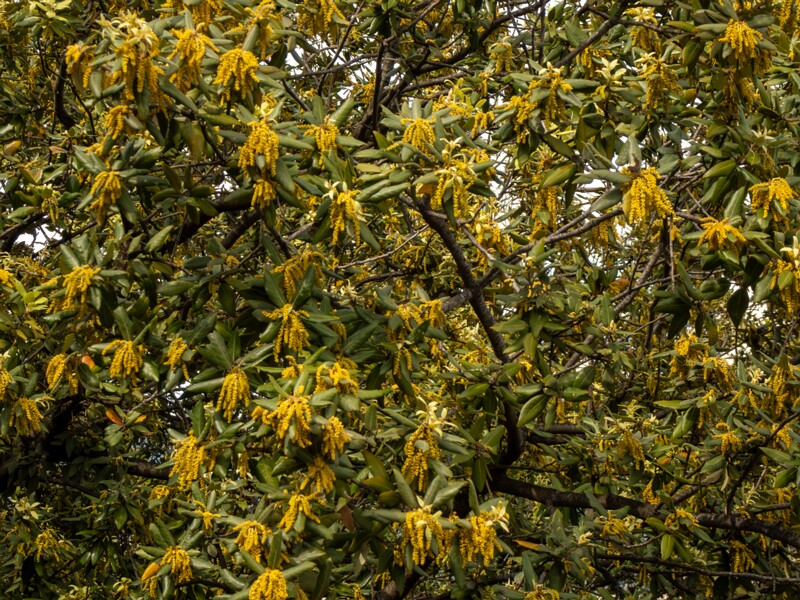 Quercus ilex  2025-05-11 1-2
