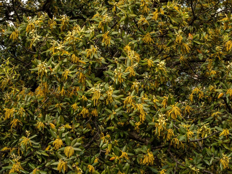 Quercus ilex  2025-05-11 1-3