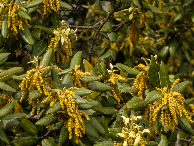 Quercus ilex  2025-05-11 1-4