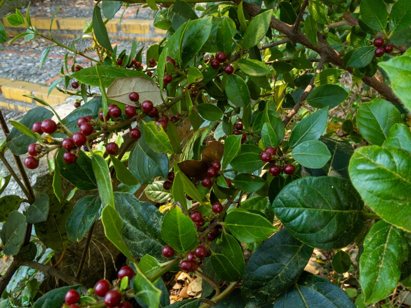 Rhamnus alaternus  2025-05-14 1-1