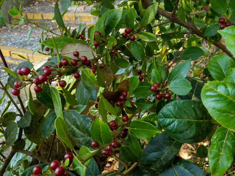 Rhamnus alaternus  2025-05-14 1-2