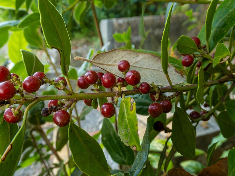 Rhamnus alaternus  2025-05-14 1-3