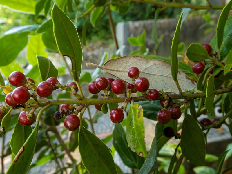 Rhamnus alaternus  2025-05-14 1-4